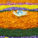 Bridgie - Flower Carpet2