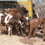 Bangalore cows